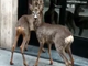 LA CURIOSITA': Due caprioli a spasso nel centro di Casale Monferrato - IL VIDEO