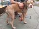 Infastidito dai cani sparge veleno sul marciapiede: 70enne denunciato a Novara