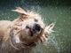 Con le temperature roventi anche i nostri cani sono a rischio: ecco come intervenire