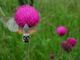 Butterflywatching : torna il corso per imparare a riconoscere le farfalle