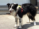 Cochise, il border collie del Soccorso Alpino