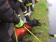 Robecco sul Naviglio: salvato dai sommozzatori il cane ‘Rambo’ caduto nel Naviglio Grande