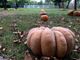 26 Settembre, debutta a San Martino Siccomario Pumpkin Patch, il Villaggio delle Zucche