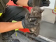 VIDEO. Pavia: i Vigili del fuoco salvano un gattino incastrato sotto una macchina per fototessere