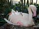 Al parco le Cornelle di Bergamo, il baby fenicottero rosa simbolo di speranza