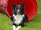 A PetsFestival puoi partecipare agli Ability Dog Games con il tuo fedele amico