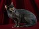 A Petsfestival 2022 gatti da tutto il mondo!