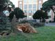 Mortara: il vento fa cadere un albero nei pressi di una scuola