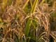 Ue: Coldiretti, insostenibili tagli per 2,7 mld ad agricoltura italiana