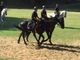 Oltrepo: controlli straordinari a Salice Terme effettuati dai Carabinieri a cavallo