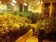 Oltrepò, scoperto laboratorio degli stupefacenti in una cascina, sequestrate oltre 660 piante di marijuana