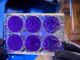 Forse una buona notizia dalla Francia nella lotta al Coronavirus