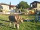 Fase 2, agriturismi: «Ecco il protocollo salva vacanze»