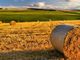 Agricoltura. Anticipo PAC: da Regione Lombardia 95 milioni di euro per oltre 10 mila imprese