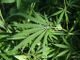 ‘Regione Lombardia NON vuole legalizzare la cannabis’