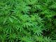 La vendita di cannabis legale dipenderà dai giudici e non dalla politica