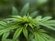 La Cassazione: coltivare cannabis in casa non è illegale, in qualche caso