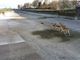 Avvistato gruppo di cervi nell’alveo del Naviglio di Bereguardo