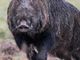 Casteggio: un cinghiale attraversa la strada all’improvviso e causa un incidente. In tre rimangono feriti