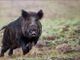 Si schianta in auto contro un cinghiale, ragazza muore nel Cremonese. Coldiretti: «In Lombardia troppi incidenti causati da questi animali»