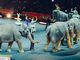 Lombardia, il Consiglio vota NO alla mozione per vietare gli animali al circo