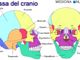 Malpensa, fermata con ossa e un cranio in valigia