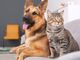 Bonus animali domestici, aumentano le spese detraibili. Ecco come funziona