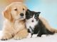 S. Antonio, spesa da  500 milioni  per cani e gatti in Lombardia