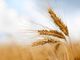 Coldiretti: schizza il prezzo del grano, +16%