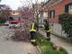 Pavia: il vento causa la caduta di alcuni alberi in città