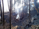 A fuoco 15mila ettari di sottobosco