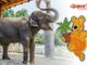 L'elefantessa Maya, adottata a distanza, e Teddi aspettano i bambini al Safari Park Lago Maggiore