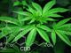 CBD: i motivi del boom online