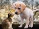 Da una vera passione per gli animali nasce Master Pet, un servizio di consulenza dedicato ai nostri amici a quattrozampe