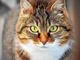 Microchip anche nei gatti, da gennaio scatta l’obbligo. Ma non per tutti