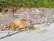 Abbandona in mezzo alla strada una mucca agonizzante