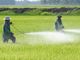 Pesticidi nelle acque: Legambiente lancia l’allarme