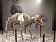 L'interno del museo Conti di Borgosesia con l'orso speleo