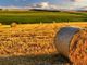 Agricoltura: boccata d’ossigeno, 20 milioni di euro per le aziende agricole lombarde