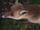 Volpe addomesticata nel Parco del Ticino. L’appello: “Non date da mangiare agli animali selvatici!”