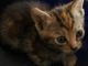 Colonia Felina, il sindaco di Corbetta chiarisce e precisa