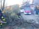 Alberi pericolanti a causa del forte vento, intervengono i vigili del fuoco