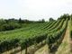 Vinitaly: Coldiretti, da vigna lavoro per 1,3 milioni di persone