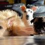 Eurispes: &quot;Italiani contrari a vivisezione, caccia, pellicce e uso degli animali nei circhi&quot;