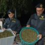 Scoperta “fabbrica della droga” a Napoli, sequestrata una tonnellata di cannabis Scoperta “fabbrica della droga” a Napoli, sequestrata una tonnellata di cannabis