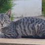 Cani e Gatti all'Aperto: Benefici e Rischi della Vita Fuori Casa