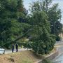 Robecco sul Naviglio, chiuso il tratto di via Ripa Naviglio dopo il crollo dell’albero di ieri