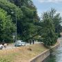 Robecco sul Naviglio: grosso albero crolla lungo via Ripa, strada chiusa