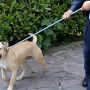 Milano, cane detenuto su un balcone salvato dalle Guardie Zoofile OIPA: proprietari denunciati