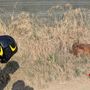Garlasco, i vigili del fuoco salvano un capriolo caduto nel canale Garlasco, i vigili del fuoco salvano un capriolo caduto nel canale